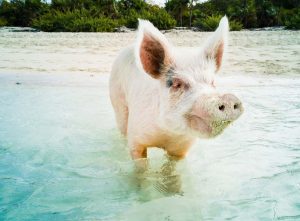 Beach pig shot on SeaLife underwater camera