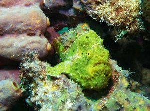 Frogfish shot on SeaLife underwater camera