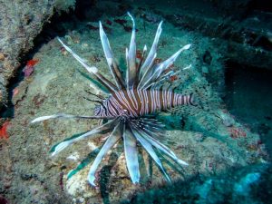 Lionfish shot on SeaLife underwater camera