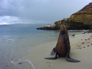Sea lions shot on SeaLife underwater camera