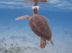 Hawksbill turtle shot on SeaLife underwater camera