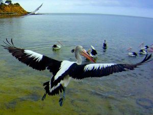 Pelicans shot on SeaLife underwater camera
