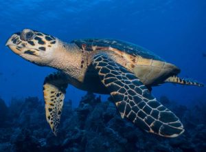 Hawksbill turtle shot on SeaLife underwater camera