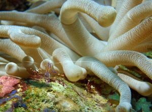 Cleaner shrimp shot on SeaLife underwater camera