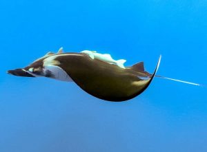 Manta ray shot on SeaLife underwater camera
