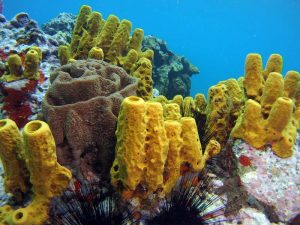 Coral shot on SeaLife underwater camera