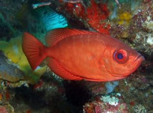 Priacanthidae shot on SeaLife underwater camera