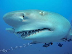 Lemon shark shot on SeaLife underwater camera