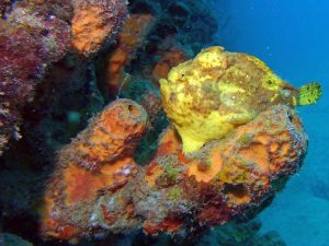 Yellow frogfish shot on SeaLife underwater camera