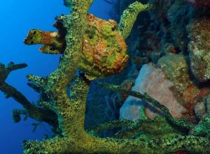 Camouflaged fish shot on SeaLife underwater camera
