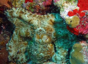 Octopus shot on SeaLife underwater camera