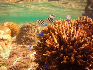 Shot on SeaLife underwater camera