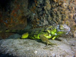 Iguana shot on SeaLife underwater camera