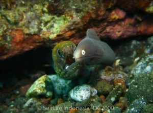 Eels shot on SeaLife underwater camera