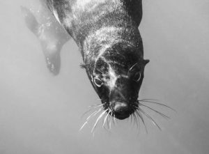 Seal shot on SeaLife underwater camera
