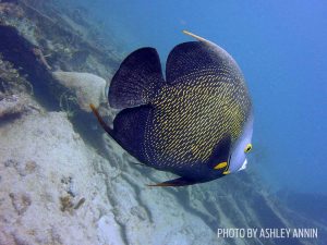 Queen angelfish shot on SeaLife underwater camera