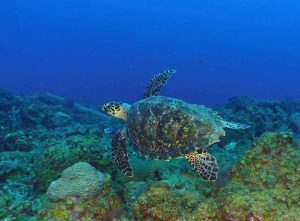 Sea turtle shot on SeaLife underwater camera