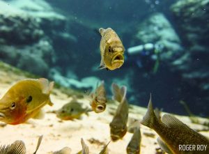 Bluegills shot on SeaLife underwater camera