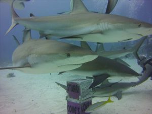 Sharks shot on SeaLife underwater camera
