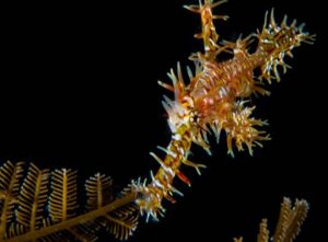 Ornate ghost pipefish shot on SeaLife underwater camera