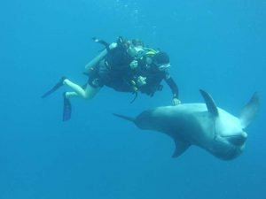 Dolphin shot on SeaLife underwater camera