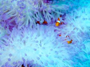 Clownfish shot on SeaLife underwater camera