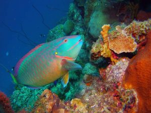 Parrotfish shot on SeaLife underwater camera