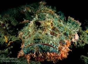 Scorpionfish shot on SeaLife underwater camera