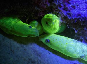 Luminescent fish shot on SeaLife underwater camera