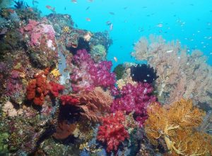 Coral shot on SeaLife underwater camera