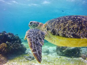 Sea turtles shot on SeaLife underwater camera