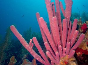 Pink coral shot on SeaLife underwater camera