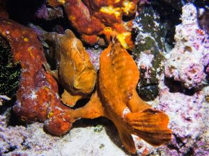 Frogfish shot on SeaLife underwater camera