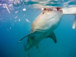 Whale shark shot on SeaLife underwater camera
