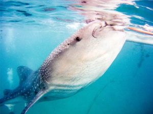 Whale shark shot on SeaLife underwater camera