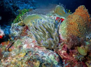 Anemone shot on SeaLife underwater camera