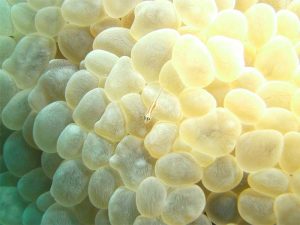 Shrimp shot on SeaLife underwater camera