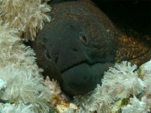 Eel shot on SeaLife underwater camera