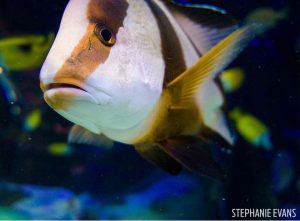 Emperor snapper shot on SeaLife underwater camera