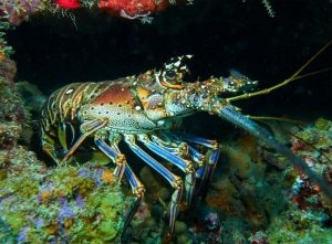 Lobster shot on SeaLife underwater camera