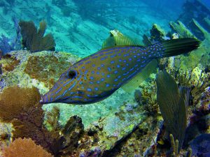 Fish shot on SeaLife underwater camera