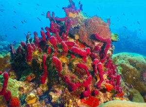 Red coral shot on SeaLife underwater camera