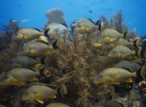 School of fish shot on SeaLife underwater camera