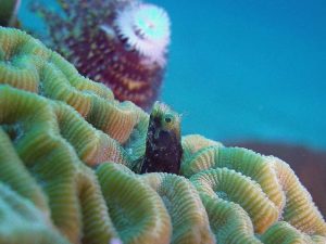Blenny shot on SeaLife underwater camera