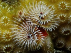 Christmas tree worms shot on SeaLife underwater camera