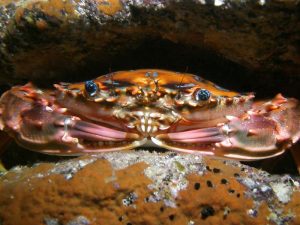 Rainbow swimming crab shot on SeaLife underwater camera