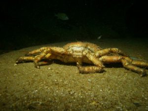 Blue claw crab shot on SeaLife underwater camera