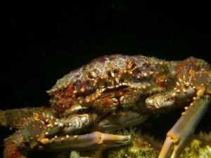 Crab shot on SeaLife underwater camera