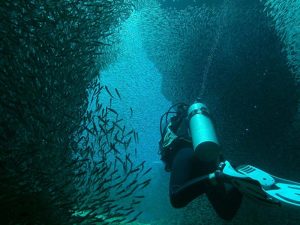 Diver and school of fish shot on SeaLife underwater camera