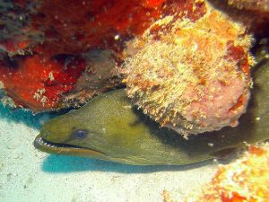 Moray eel shot on SeaLife underwater camera